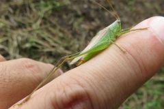 オナガササキリ