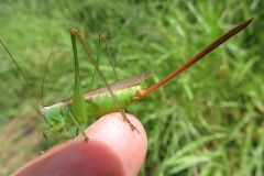 オナガササキリ