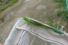 ウスイロササキリ