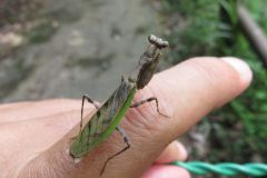 ヒメカマキリ