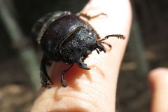 コクワガタ