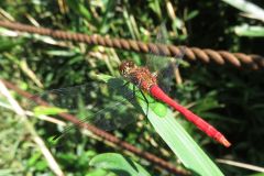マユタテアカネ