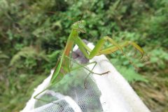 オオカマキリ