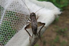 ハラオカメコオロギ