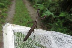 コカマキリ