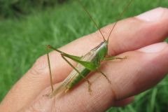 オナガササキリ