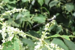 オオコンボウヤセバチ