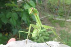 チョウセンカマキリ