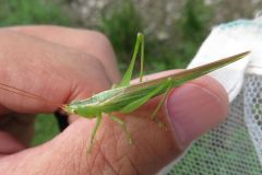 ウスイロササキリ