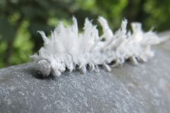 アゲハモドキの幼虫