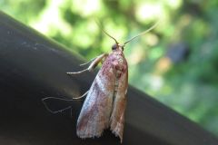 アカフマダラメイガ