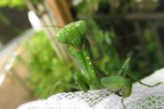 ハラビロカマキリ