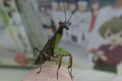 ヒメカマキリ