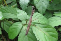 コカマキリ
