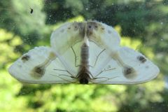 ウスギヌカギバ