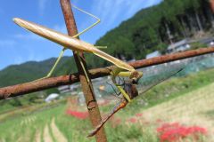 オオカマキリ