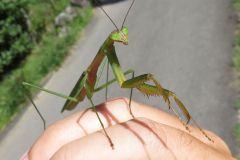 オオカマキリ