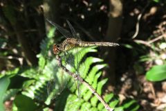マユタテアカネ