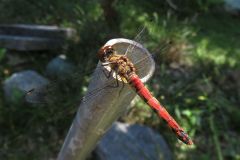 ナツアカネ