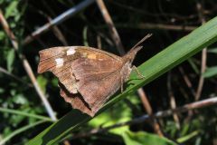 テングチョウ