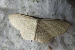 ウスキクロテンヒメシャク