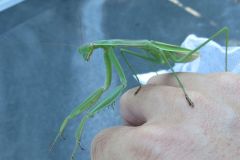 チョウセンカマキリ
