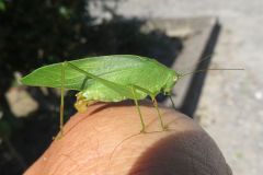 ヒメクダマキモドキ