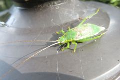 アオマツムシ