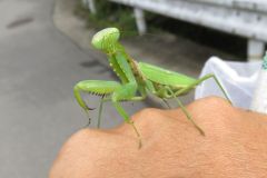 ハラビロカマキリ