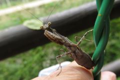 ヒメカマキリ
