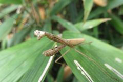コカマキリ