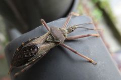 オオトビサシガメ