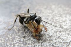 クモバチの一種