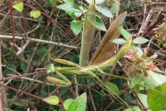 チョウセンカマキリ