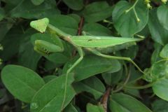 ハラビロカマキリ