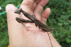 コカマキリ