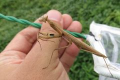 コカマキリ