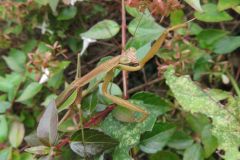 オオカマキリ