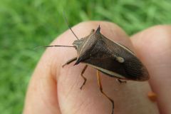 シロヘリクチブトカメムシ