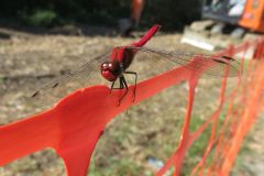 ナツアカネ