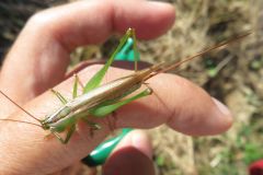 オナガササキリ