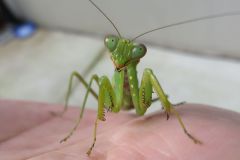 ハラビロカマキリ