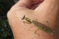 ヒメカマキリ