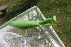 ハラビロカマキリ