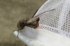 コカマキリ