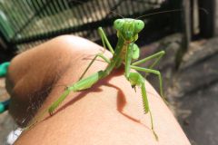 ハラビロカマキリ