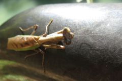 ヒメカマキリ