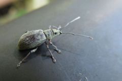 オオクチブトゾウムシ