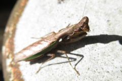 ヒメカマキリ