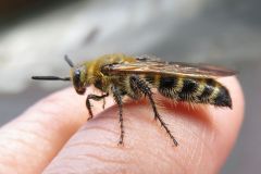 キンケハラナガツチバチ